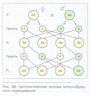 НАСЛЕДСТВЕННОСТЬ И ИЗМЕНЧИВОСТЬ_003